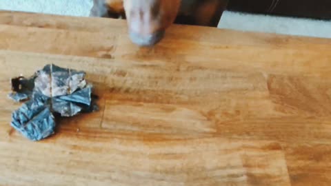 Doberman Learns to Never Trust the Shell Game