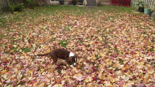 TUBBY PUPPY - FUN WITH LEAVES