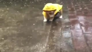 Puppie In Rain Suit