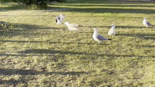 Hungry seagulls. In Rundle park
