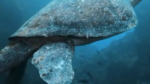 Amazing footage captured of this sea turtle !