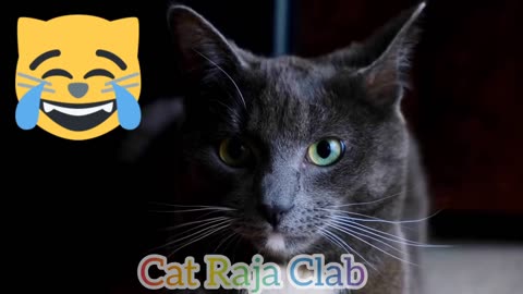 Cute and Funny Cat Videos Compilation #03 Cat Raja Clab 2022 cat funny relative video