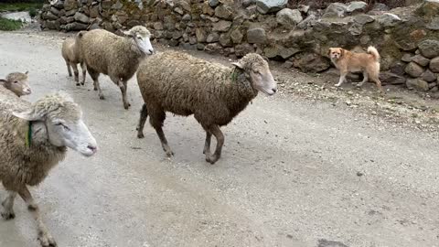 Amazing encounter with sheep while traveling on the roads in Peru