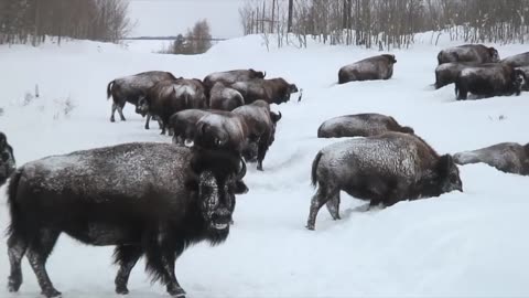 Bison Calf Struggles to Keep Up With Mom in Deep Powder Snow