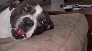 Pit Bull sings along to owner's harmonica solo
