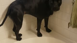 Acrobatic pup does everything she can to avoid bath time