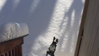 Dog Runs Down Snowy Stairs