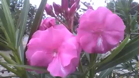 Lindas flores oleandro rosas na praça, são muito bonitas! [Nature & Animals]