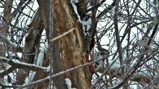 Incredible Woodpecker Make Master Piece Of His Tree