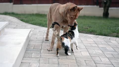 Playing a cat with a dog