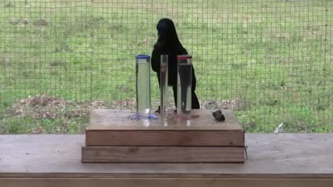 Causal understanding of water displacement by a crow