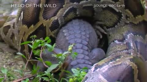 TOP PYTHON VS CROCODILE, CAIMAN MOMENTS -- Python Dies After Gulping Caiman