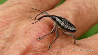 Leggy Pinocchio Weevil from Ecuador