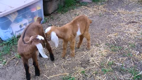 Cute baby goat! Charlie drinking his bottle and saying Hi!