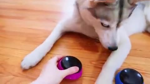 Here's how a dog tries talking buttons and uses them to swear!