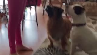 Cute dogs training