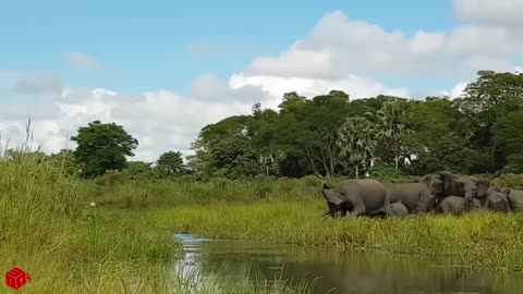 Amazing elephant save baby elephant from crocodile huntin