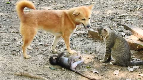 Best relationship between monkey Baly, best friend cat Yaya and dog Cat & Dog take care Baly