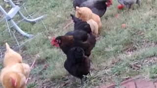 Whole flock enjoying some tomatoes