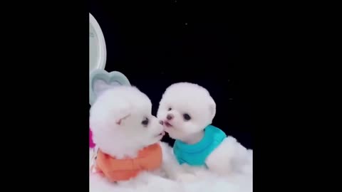 kp04-Funny and Cute Pomeranian Videos