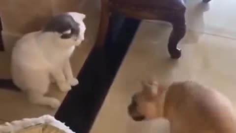 Funny Cat Video Dont Hold Back The Laughter Fun