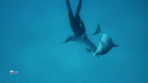 Girl swims with dolphins