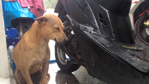 Homeless Poor Dog Shaking Body Feeling cold Under Heavy Rain