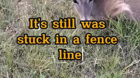 Saving whitetail deer