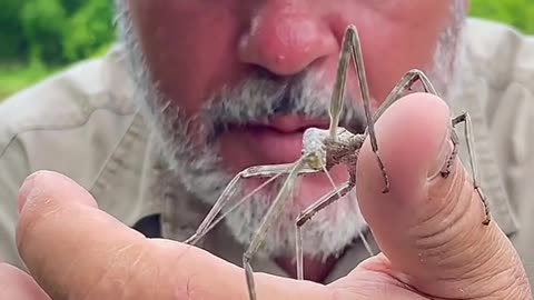 Kinda cool but kinda scary 😦. This Texas Stick Bug 🐜 was big!