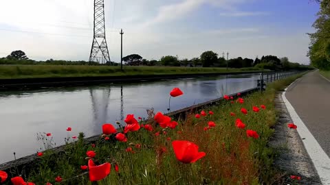 Poppies Water Nature Sky Clouds Wind Sunset