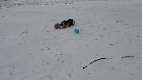 Yogi with his big throbbing pumpkin and frozen blue balls (1 of 8)