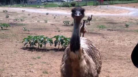 Aggressive Emus