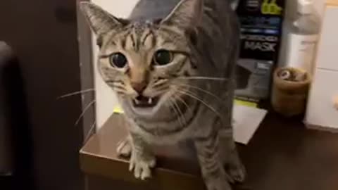 Amazing cat 🐈‍⬛ trending video