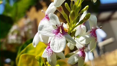 Pseuderanthemum plant #srilanka