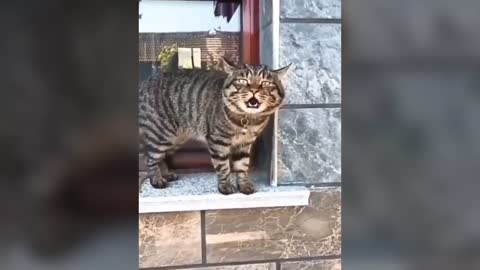 Have you even see cats talking? watch this video ,this cat speak English better than human.
