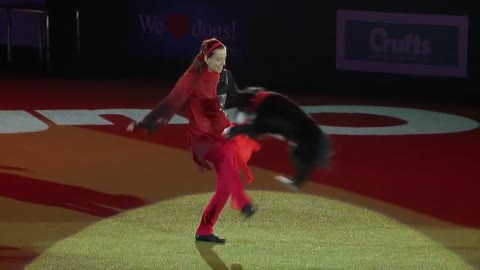 A funny dog dancing displaying dancing skills