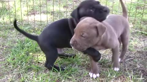 Pit Bull Growls and Snaps at Her Puppies!!!