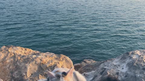 cat lying on Rock with city Background just WooW