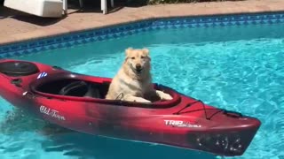 Golden retriever red kayak pool