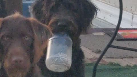 Labradoodle cuteness