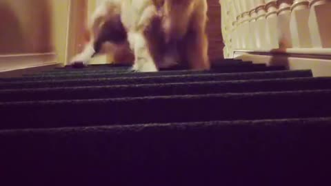 How does your dog climb the stair?
