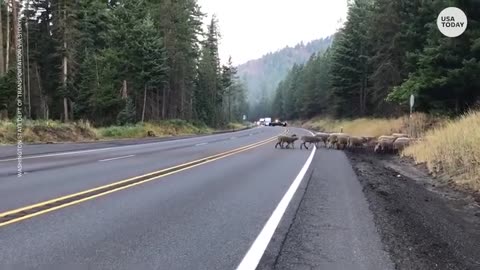 Why did the giant group of sheep cross the road? The only important answer is food.