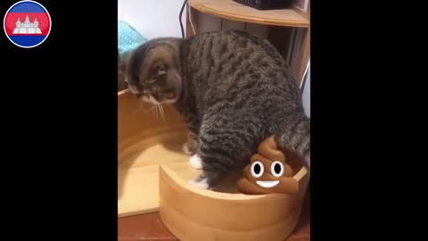 The Best action between cat and dog doggy make laugh