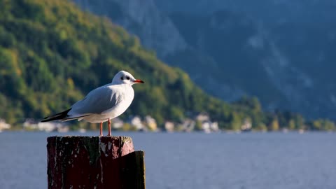 See the beautiful seagull