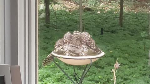 Pair of Owls Enjoy Bird Friendly Backyard