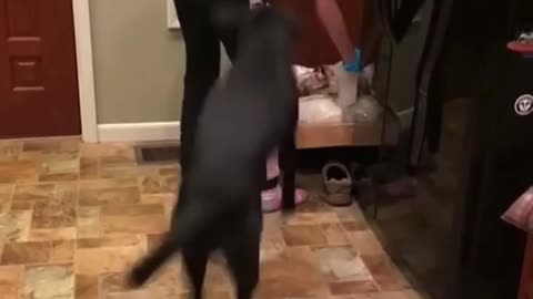 The Dancing dog