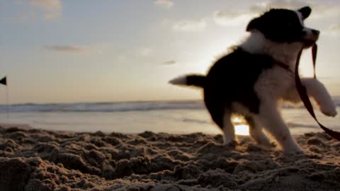 puppy dog playful beach sand play canine pet0