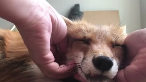 Funny Adorable Foxes | Funny Pet Videos