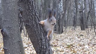 Squirrel Eating On Tree