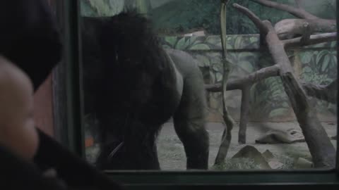 a baby boy in a stroller watching a gorilla